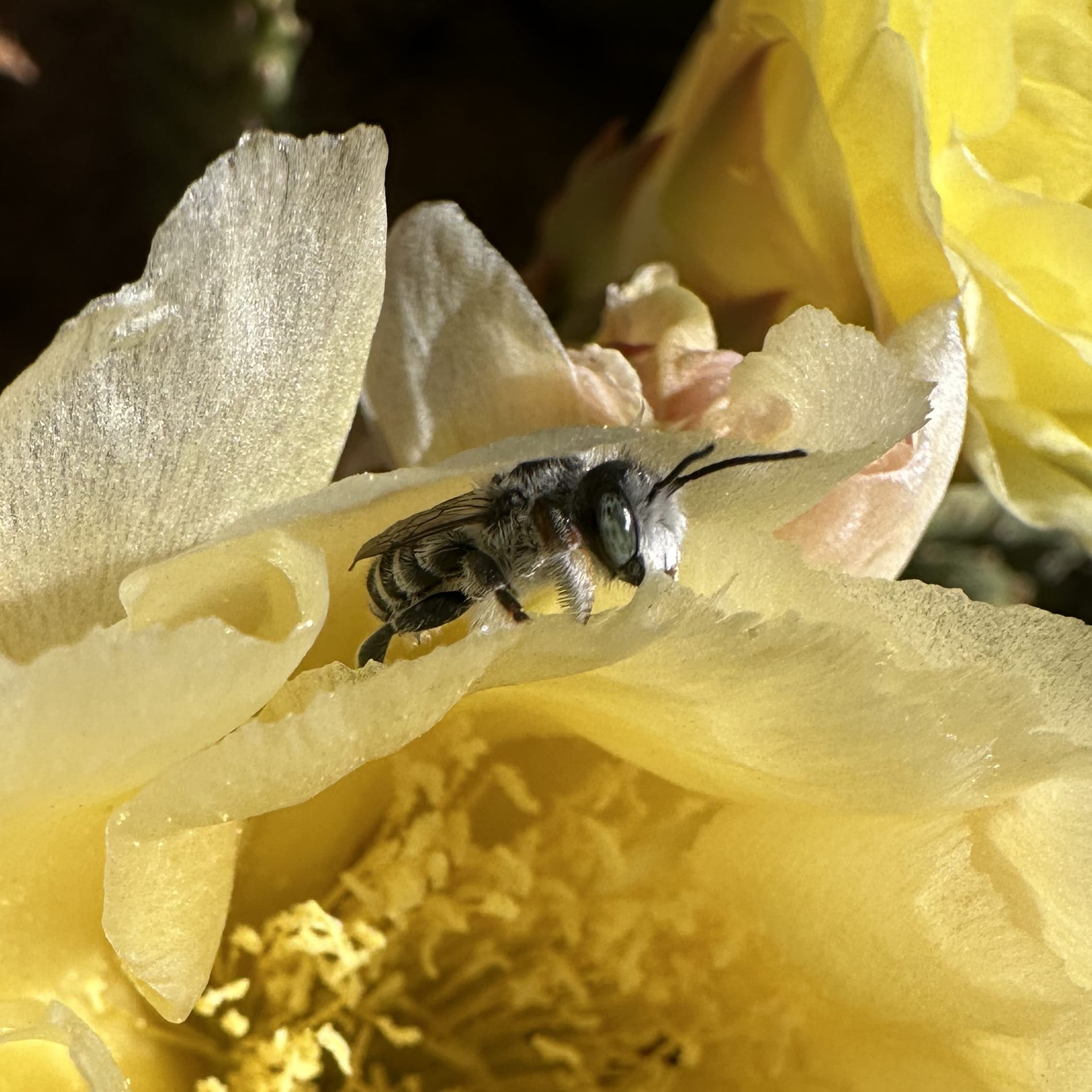 A globe mallow bee collecting nectar from a pale yellow flower.
