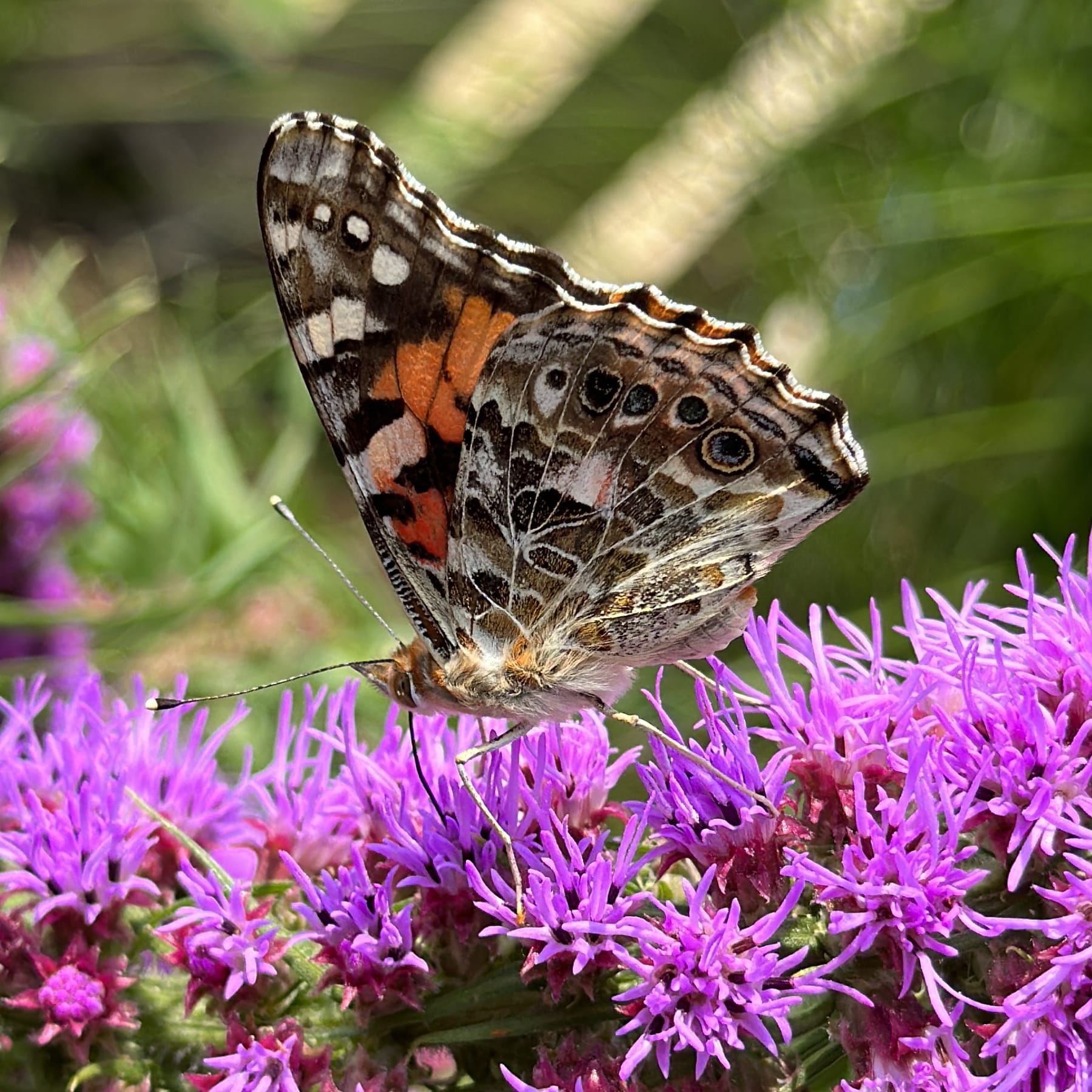 A close-up of a painted lady butterfly with brown and orange markings, perched on vibrant purple flowers.
