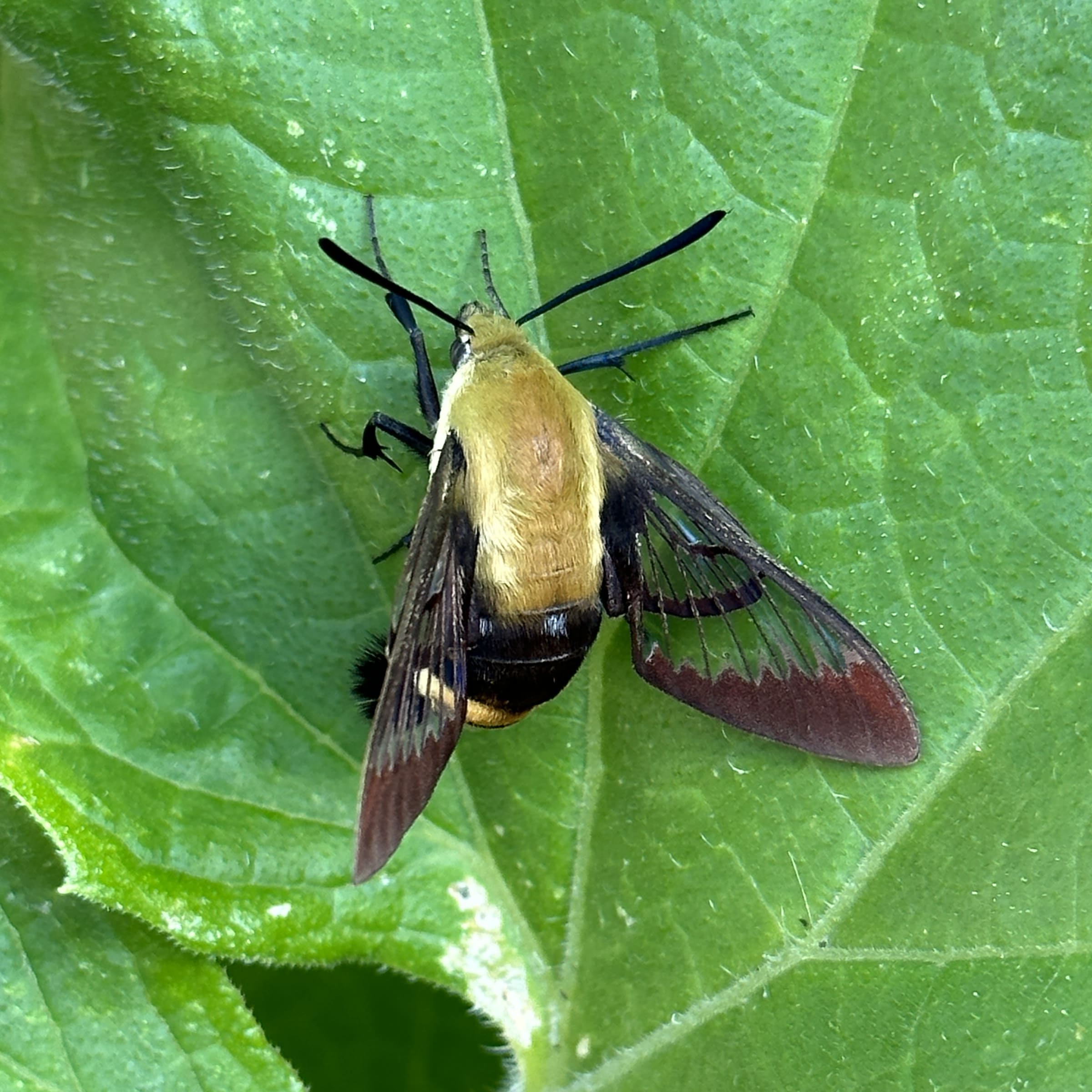 A snowberry clearwing moth resting on a green leaf.