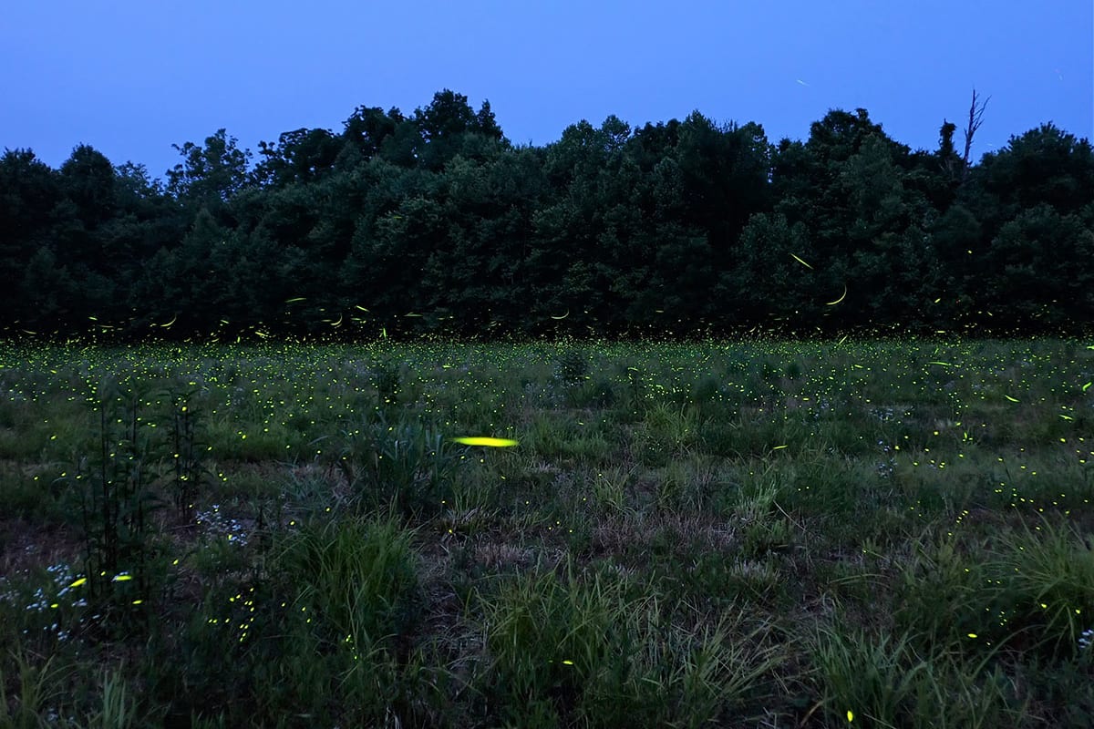 Grassy field with fireflies lighting up.
