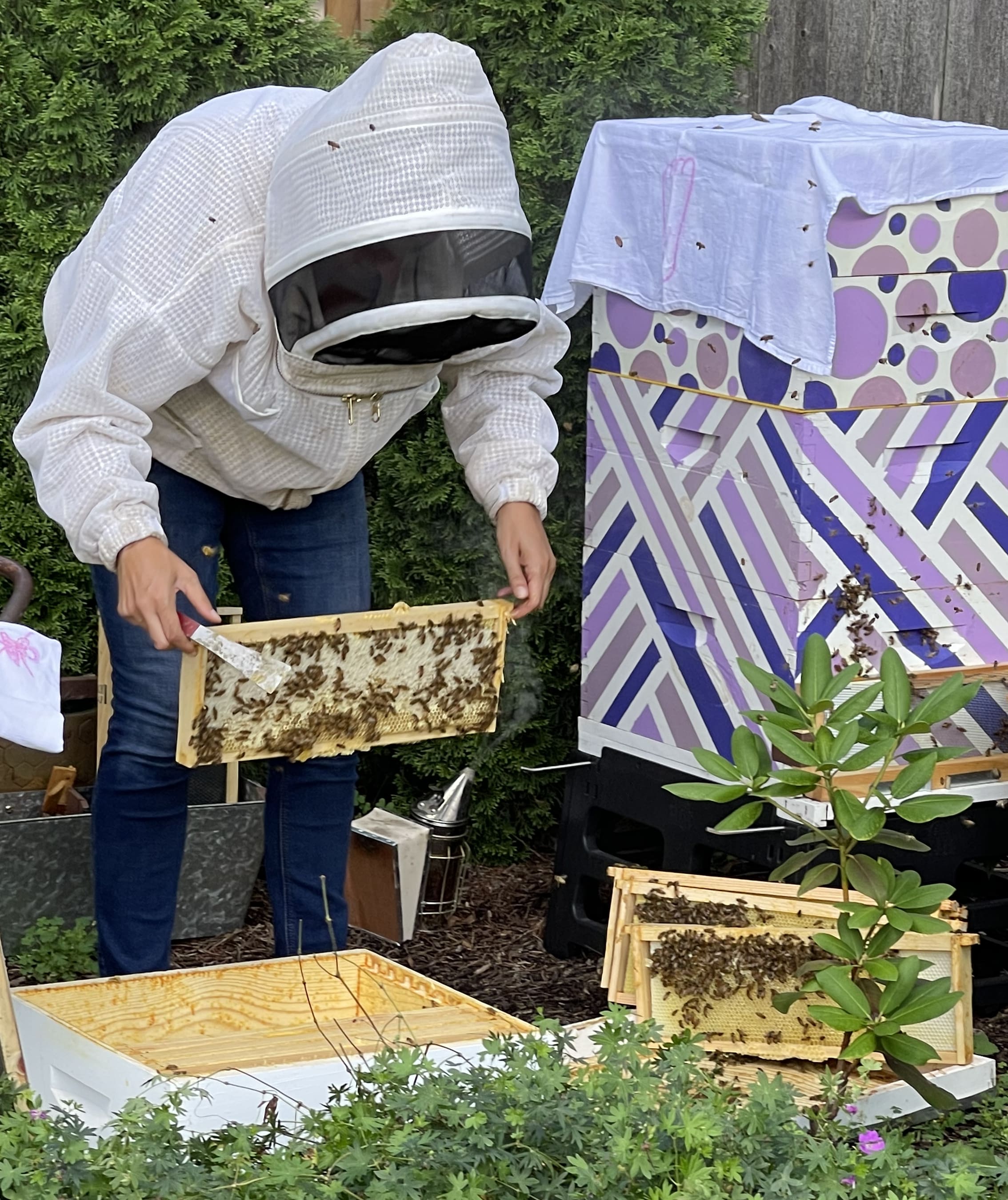 Kate in a full white beekeeper suit examining a hive frame surrounded by garden greenery and beekeeping equipment.