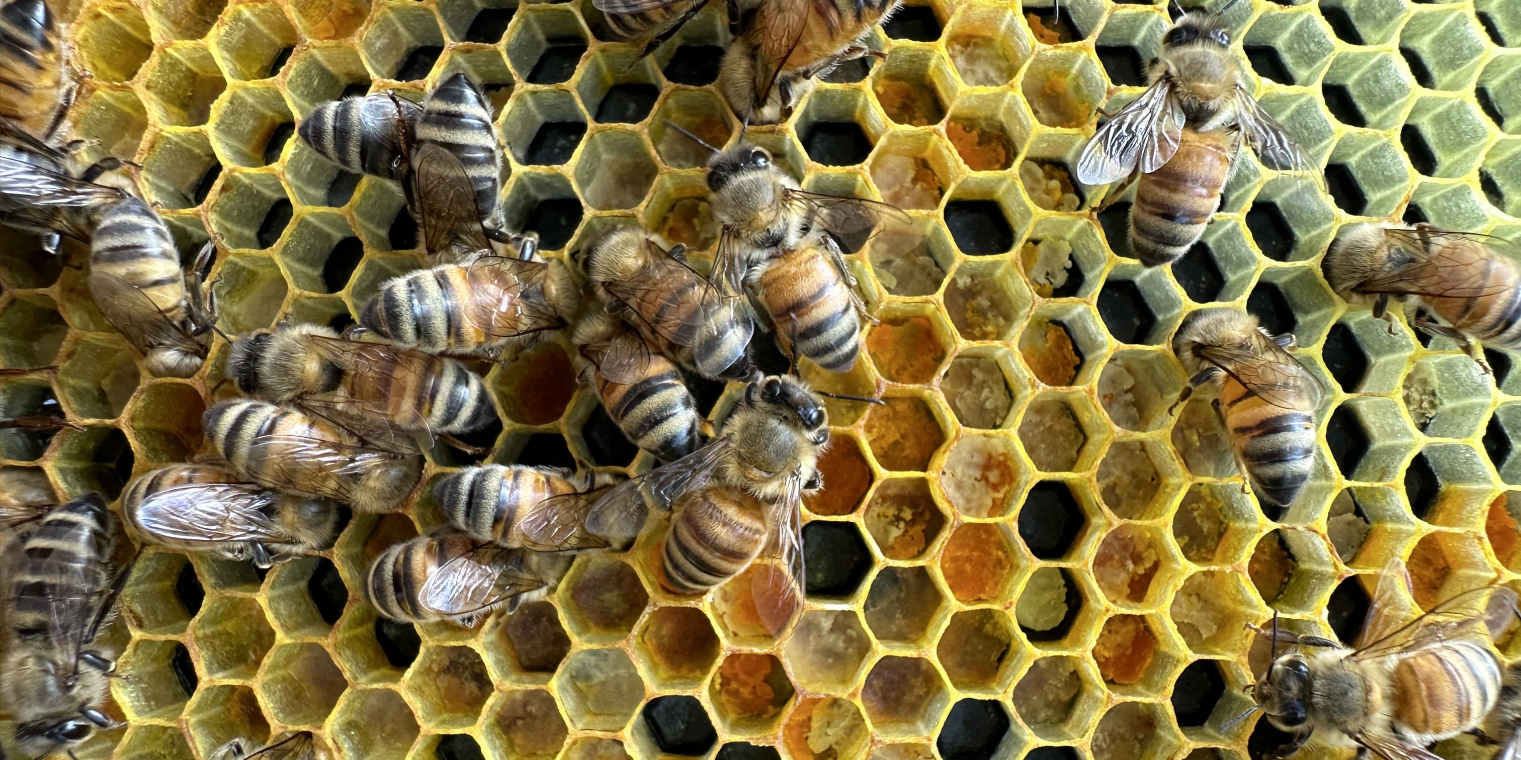 Honey bees working on hexagonal wax cells in a hive.