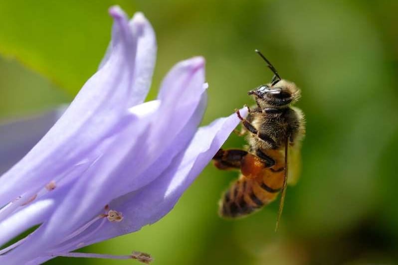 A honeybee collecting nectar from a purple flower with a blurred green background.