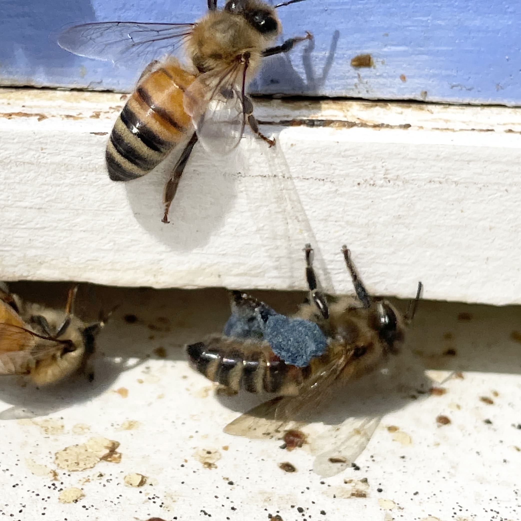 Three bees on the edge of a wooden structure, one of which has its back legs covered in blue pollen.