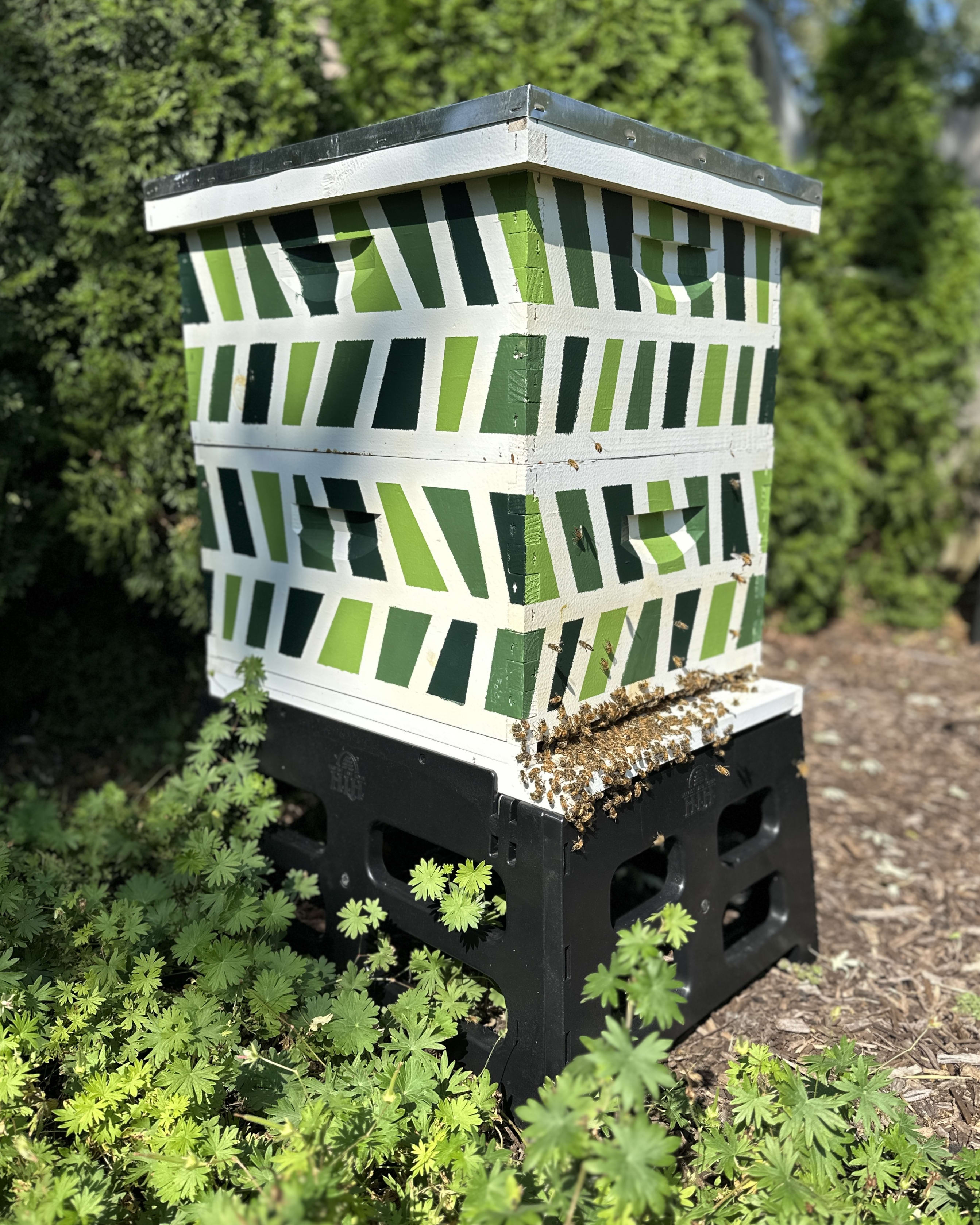 Beehive with a green and white striped pattern, surrounded by plants in a garden setting.