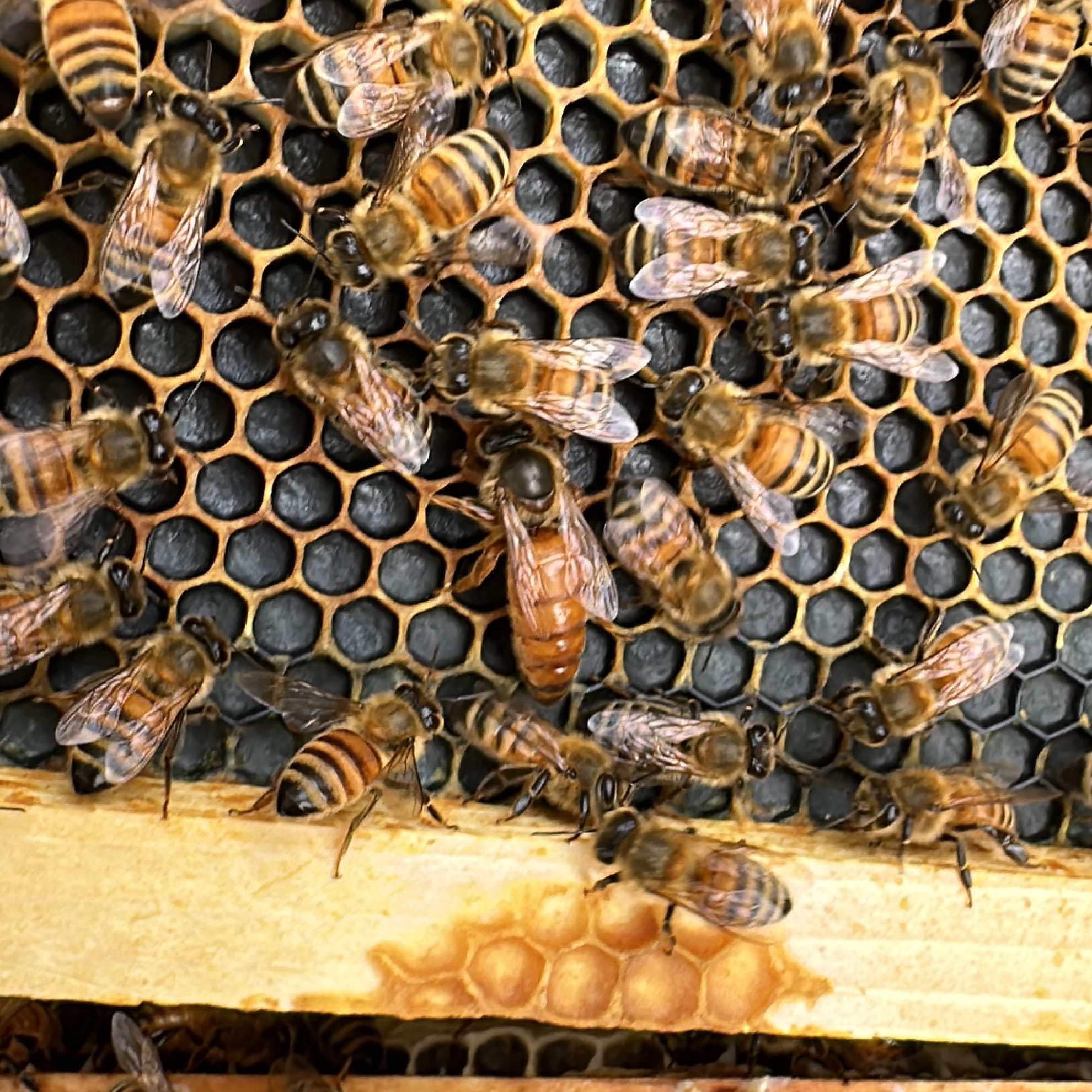 Bees on a hive frame with visible hexagonal cells, showing a queen bee amidst worker bees.