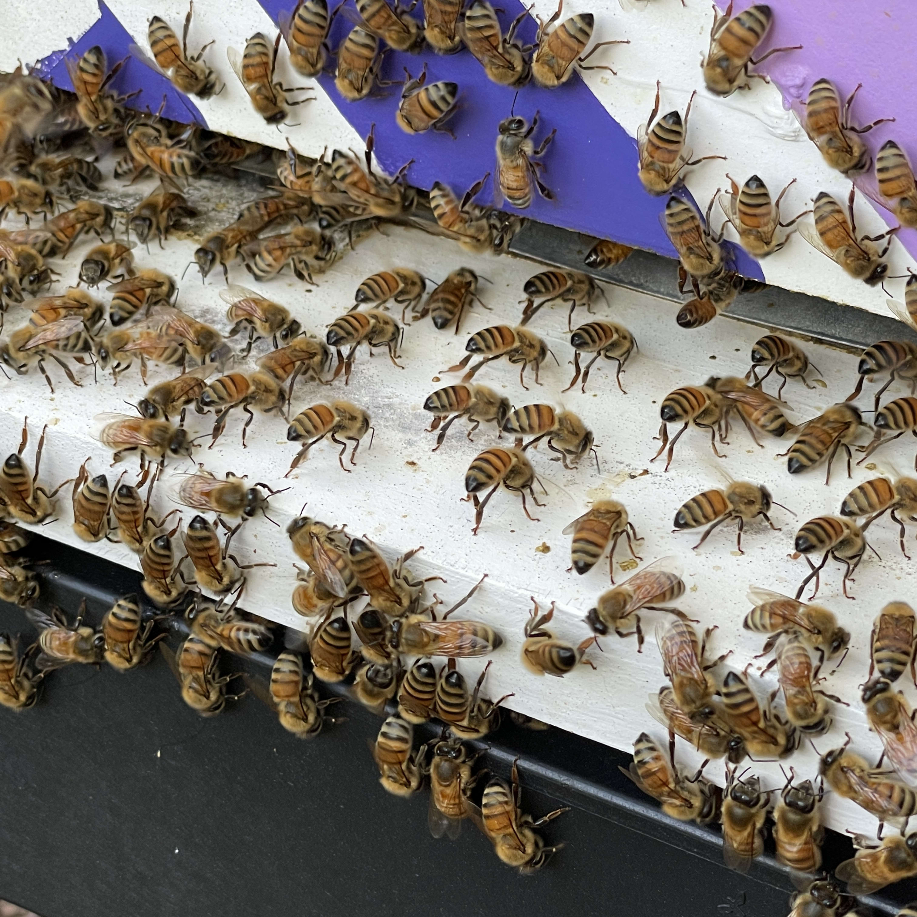 Honeybees crowding on the edge of a purple beehive and surface.