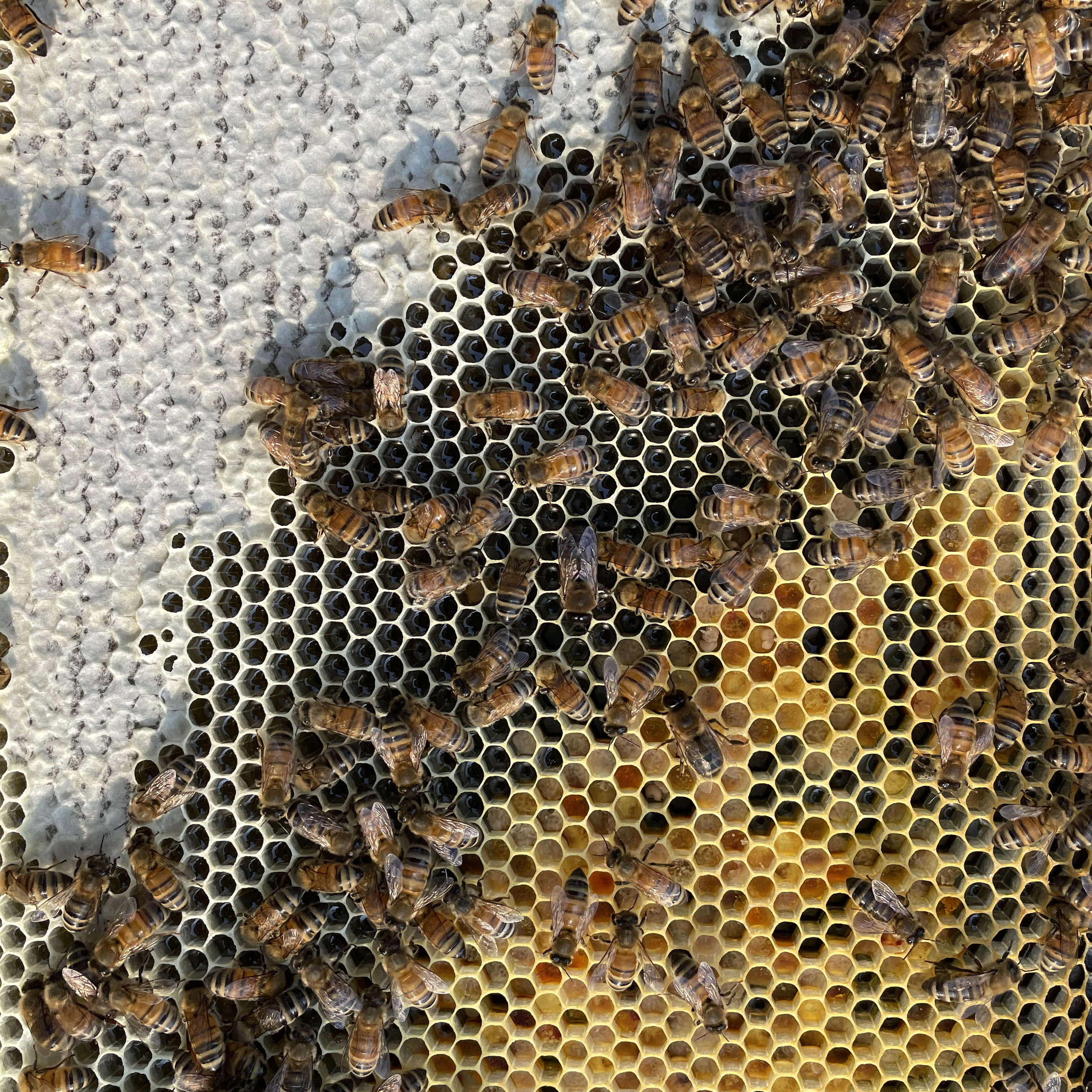 Honey bees clustered on a honeycomb with areas filled with honey and sections of beeswax capped cells.