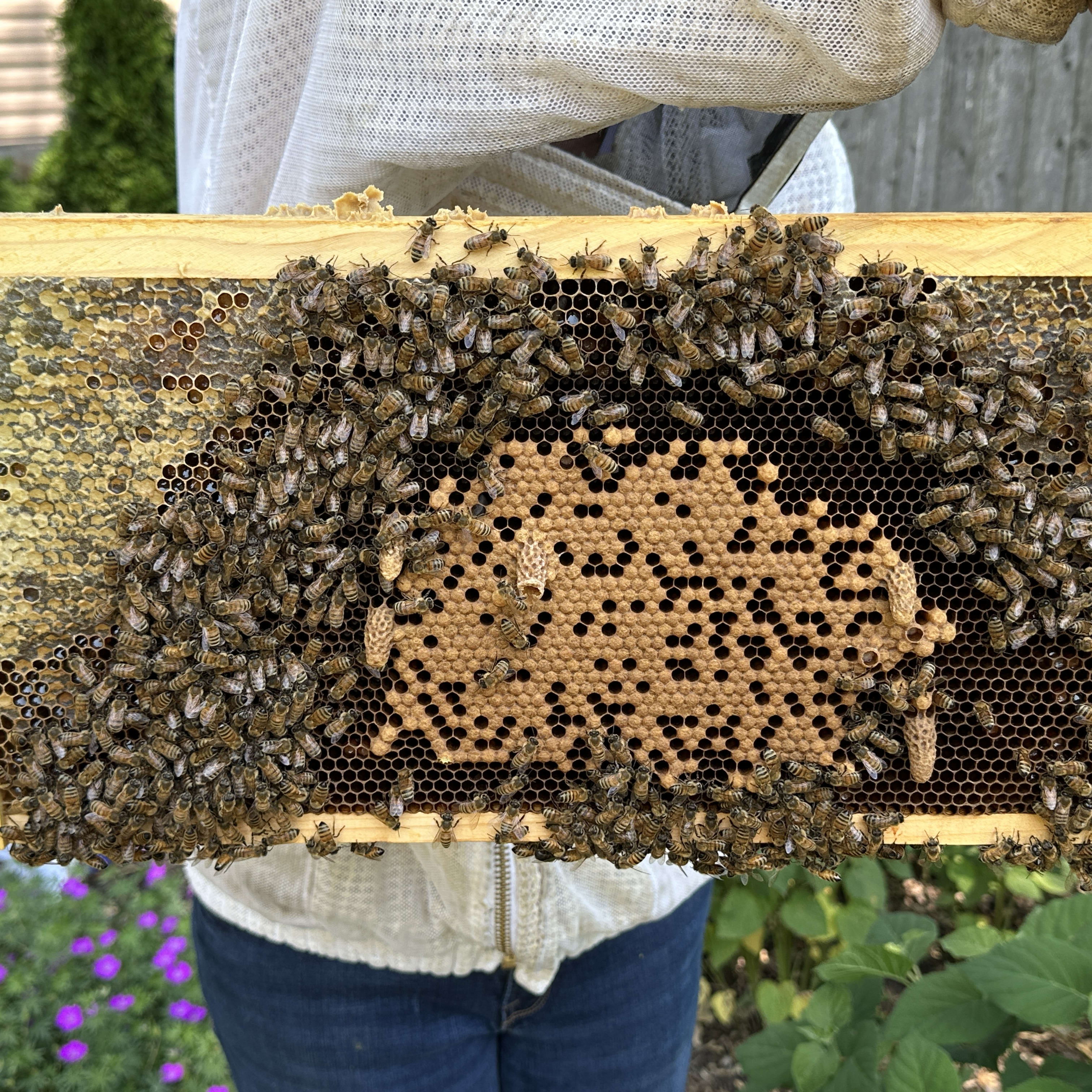 Kate holding a honeycomb frame covered with bees in a garden.