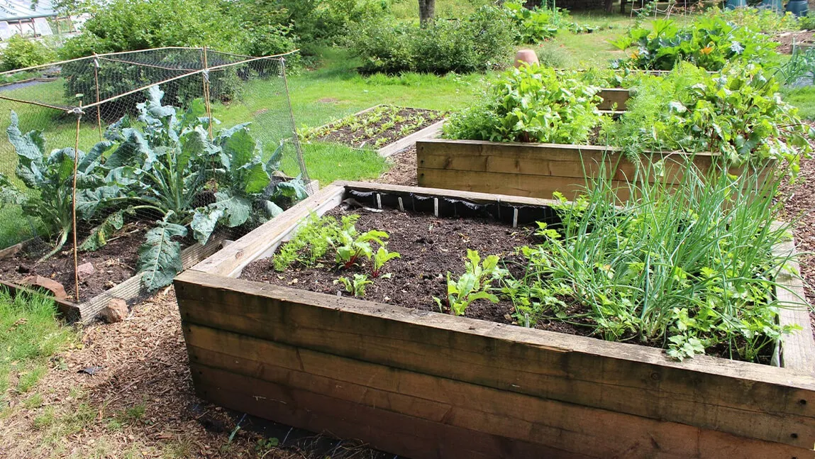 Raised beds of healthy plants with fertile volcanic soil in Rwanda