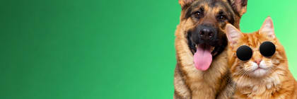 Publiez votre annonce animaux gratuitement en Tunisie - chiens, chats et plus