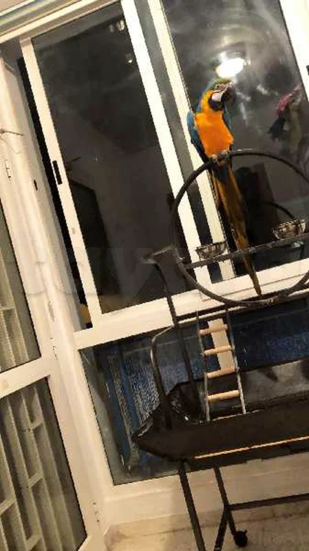 a vendre perchoir pour perroquet