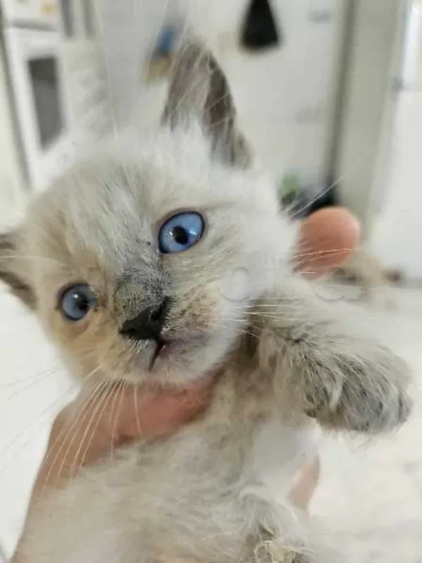 chatons siamois