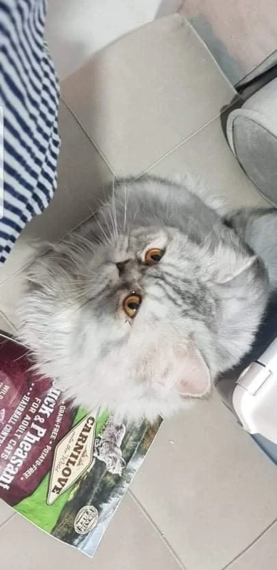 CHAT persan très calme et mignon avec son matériel