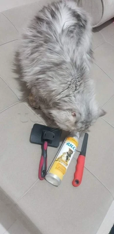 CHAT persan très calme et mignon avec son matériel - Miniature 2