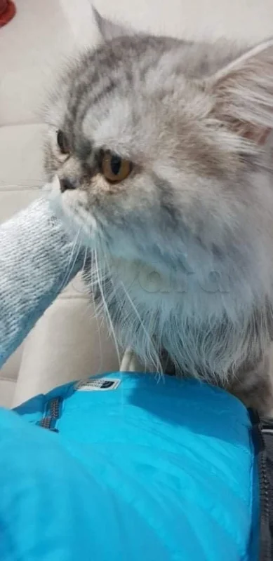 CHAT persan très calme et mignon avec son matériel - Miniature 3