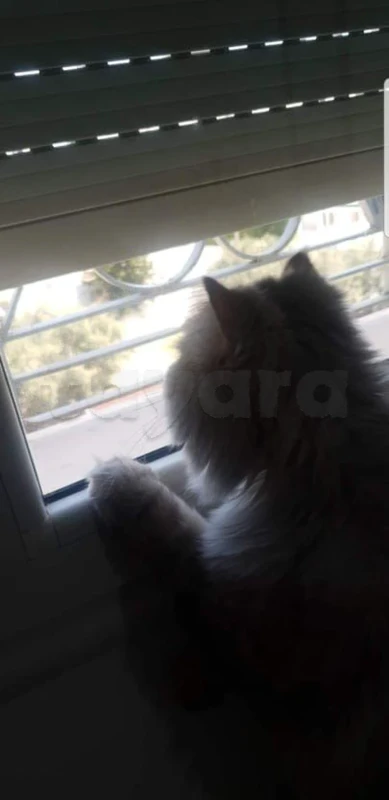 CHAT persan très calme et mignon avec son matériel - Miniature 4
