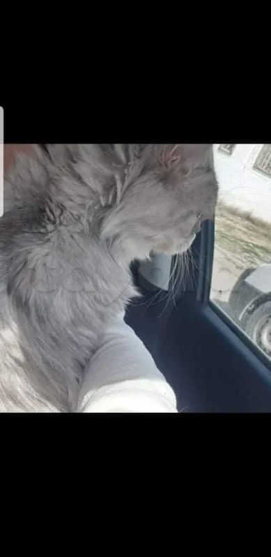 CHAT persan très calme et mignon avec son matériel - Miniature 5