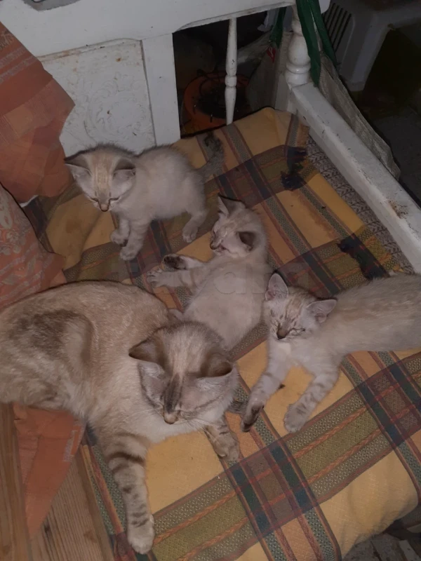 3 chatons de race