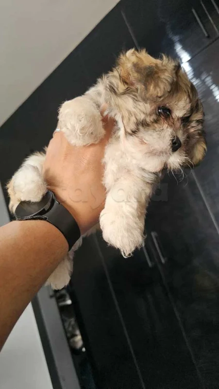 3 chiens pekaboo - Miniature 2