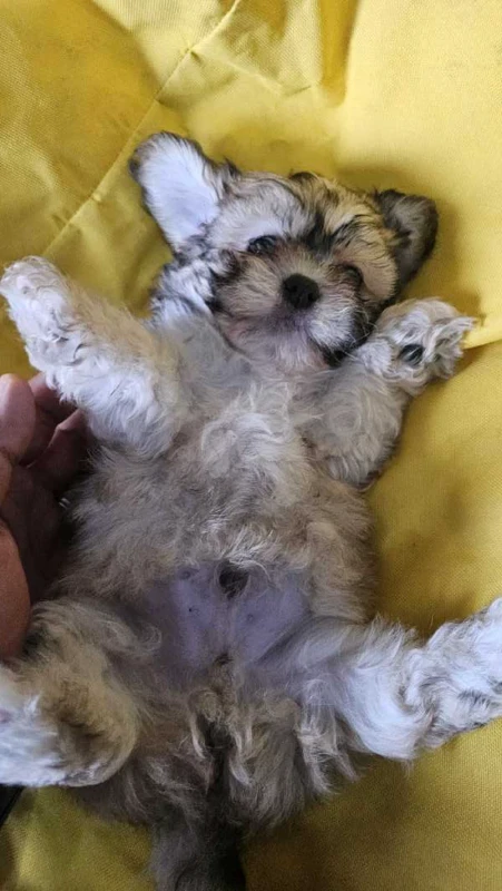 3 chiens pekaboo - Miniature 3