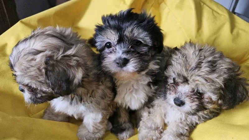 3 chiens pekaboo - Miniature 4