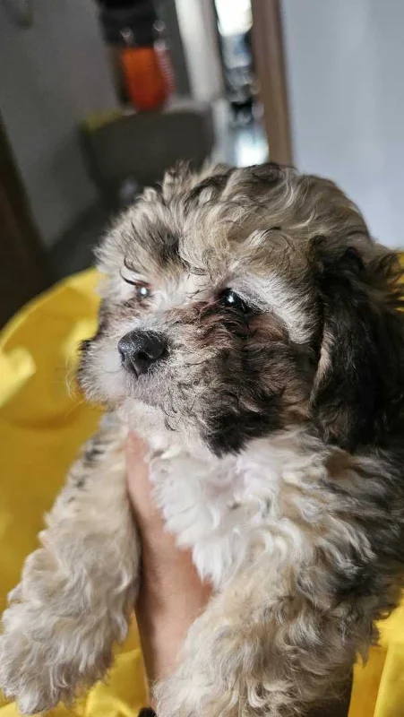 3 chiens pekaboo - Miniature 5
