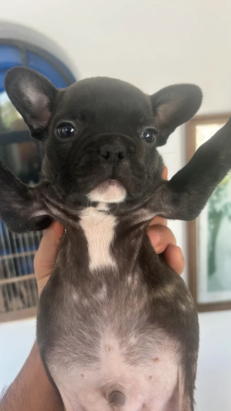 Chiots bulldog français