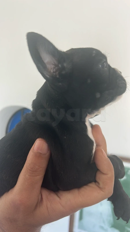 Chiots bulldog français - Miniature 2