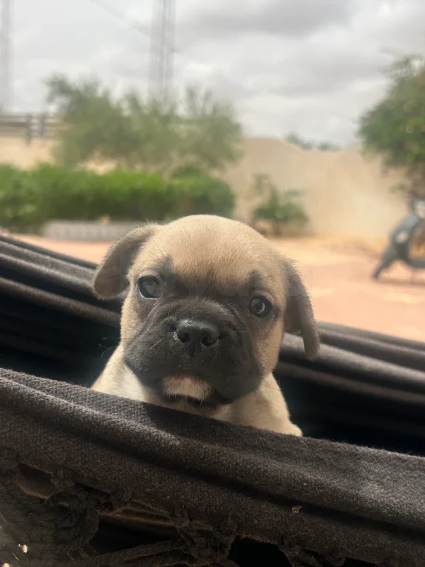 Chiots bulldog français - Miniature 5