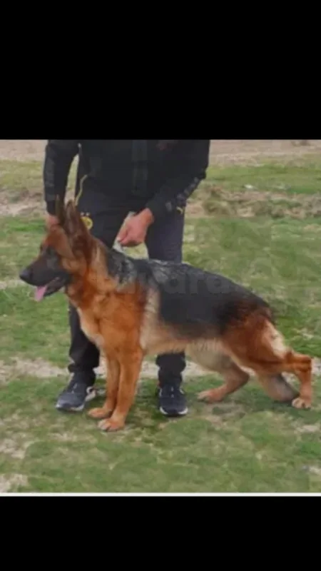 Berger allemand