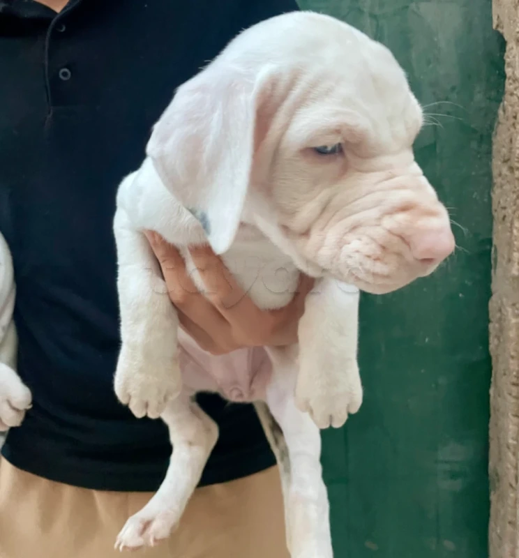 Couple de chiots Dogue Allemand   📞 25662735