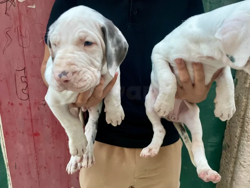Couple de chiots Dogue Allemand   📞 25662735 - Miniature 2