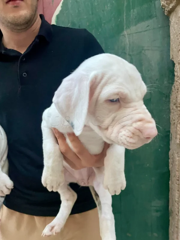 Couple de chiots Dogue Allemand   📞 25662735 - Miniature 3