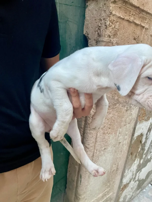 Couple de chiots Dogue Allemand   📞 25662735 - Miniature 4