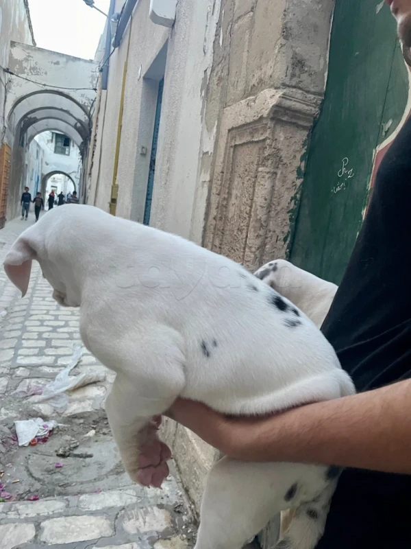 Couple de chiots Dogue Allemand   📞 25662735 - Miniature 5