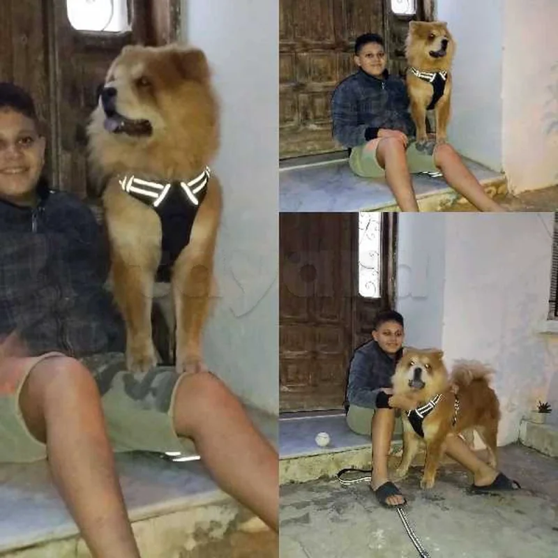 chow chow - Miniature 5