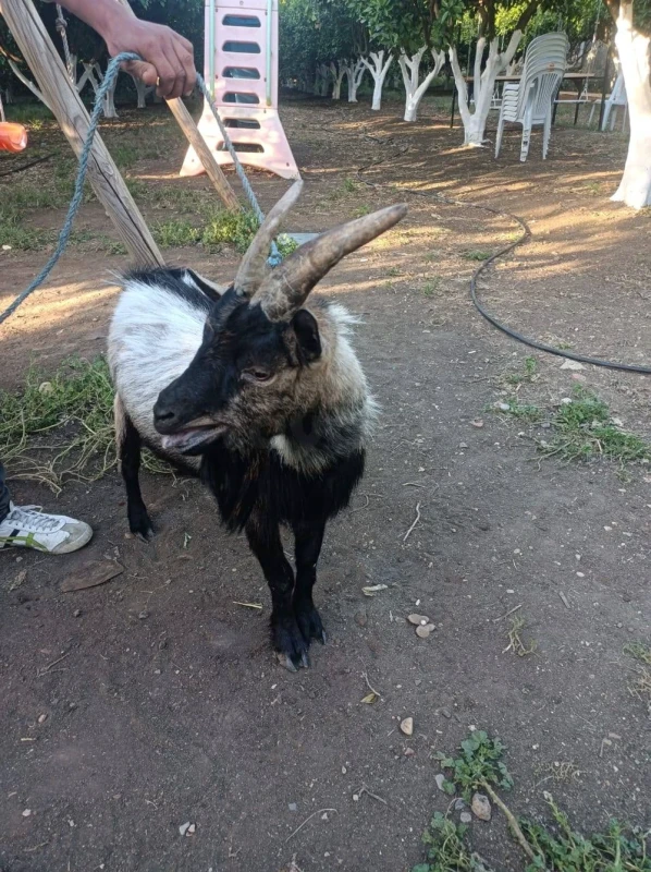 Chevre naine