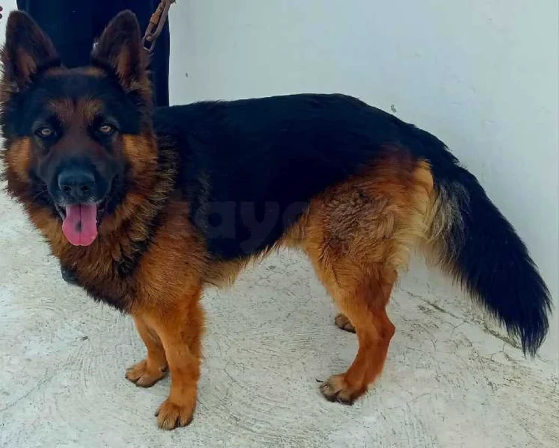 berger allemand poil long
tel 56337696