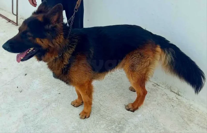 berger allemand poil long
tel 56337696 - Miniature 3