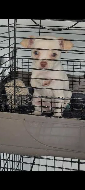 chihuahua blanc