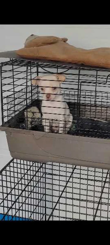 chihuahua blanc - Miniature 3