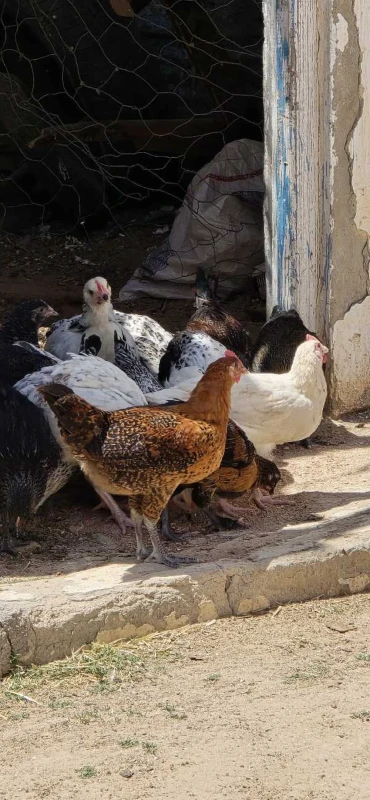 djej poulet دجاج
