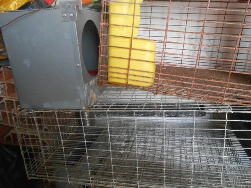 cages lapins