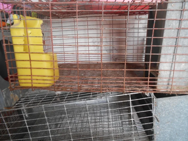 cages lapins - Miniature 3
