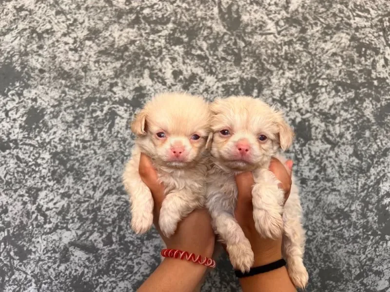 pekinois albino - Miniature 2