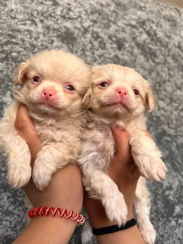 pekinois albino - Miniature 3