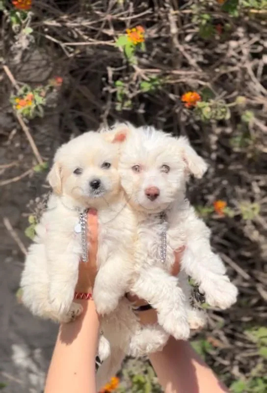 bichon maltais