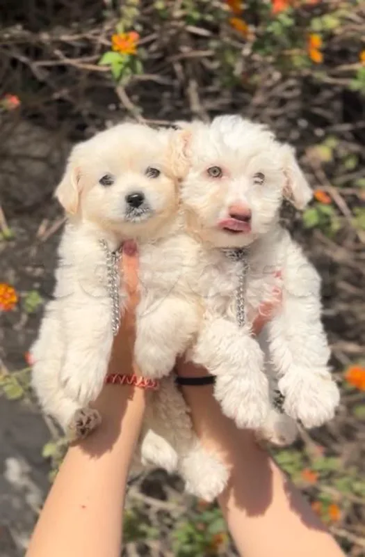 bichon maltais - Miniature 2