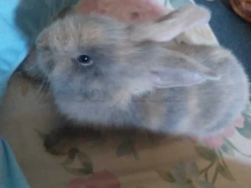 lapin nain tête de lion - Miniature 2